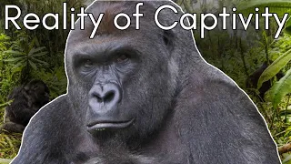 Harambe’s Tragic Tale: The Truth Behind Gorillas in Zoos | Cid Dwyer