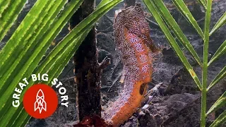 Building a Secret World for Seahorses