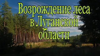 Возрождение леса в Луганской области