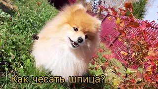 |🔥УХОД ЗА ШПИЦЕМ🐶||КАК ЧЕСАТЬ ШПИЦА💇‍♀️||🐕ПОМЕРАНСКИЙ ШПИЦ🐶|