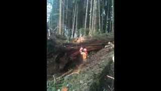 bucking large red cedar wind fall