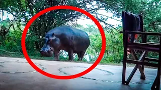 5 Hippo Encounters that will Shock you for Life