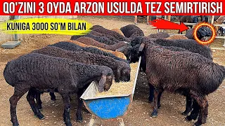 3000 SO'M BILAN 🐏QO'ZINI 3 OYDA TAYORLASH SIRI OCHILDI.