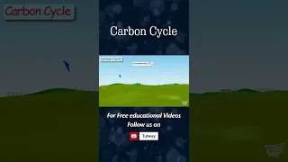 Carbon Cycle | Our Ecosystem | Respiration | Combustion | Decomposition