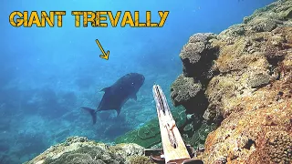 【Underwater filming】Summer fish in tropical island