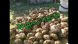 Эксперимент! «Ведро картошки с куста». Только правда!