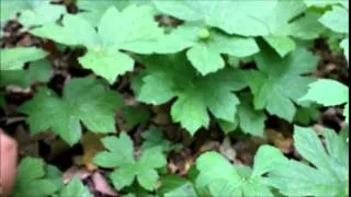 How to Harvest Goldenseal Sustainably