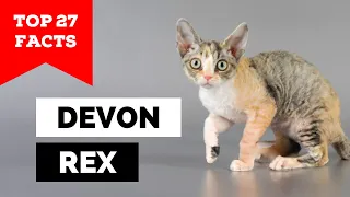 99% of Devon Rex Owners Don't Know This