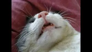 cute cat sleeping with mouth open