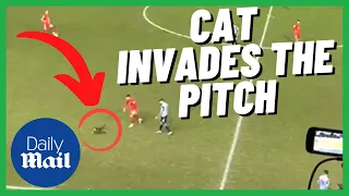 Cat INVADES the pitch during match at Hillsborough Stadium