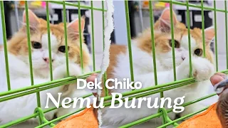 Dek Chiko nemu burung. funny video cute cat, cats animal trending viral kucing pet anjing dog dogs