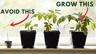 When to Pot Up (Repot) and Transplant Tomato Seedlings
