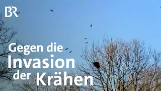 Ein Falkner gegen Saatkrähen: Vergrämung mit Greifvogel | Schwaben + Altbayern | BR