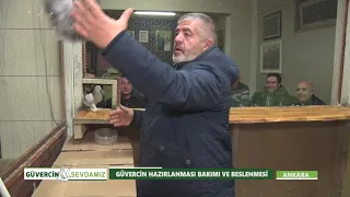 GÜVERCİN HAZIRLANMASI VE BAKIMI | GÜVERCİN SEVDAMIZ