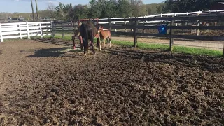 BABY HORSE RUNS TO ITS MOTHER