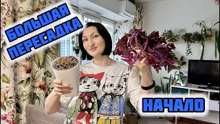 Большая Пересадка. НАЧАЛО/Сезон Пересадок Открыт!