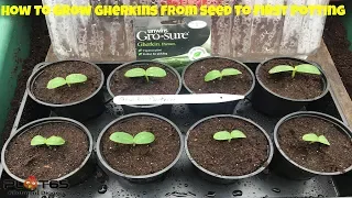 How To Grow Gherkins From Seed To First Potting In Ten Days