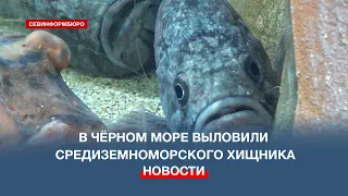 В Чёрном море выловили средиземноморского хищника