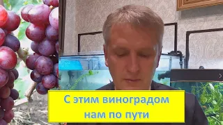 Какой виноград со мной надолго.... Сорта и формы винограда, которые не подводят.