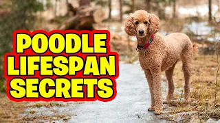 Poodle Lifespan Secrets -Expert Tips for a Longer, Happier Life