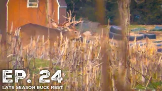 Late Season Buck Nest (GIANT BUCK) PA Archery Season 2019 Ep. 24