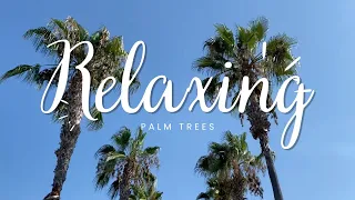 San Diego - One Hour Relaxation Palm Trees - 4K Footage - Natural Ambience Sounds #ambientmusic