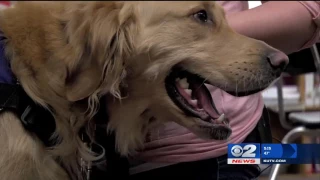 Inside the Story: Furry guardian angel alerts teacher of student's seizures