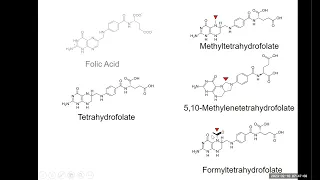 16 Folates+Methionine 2