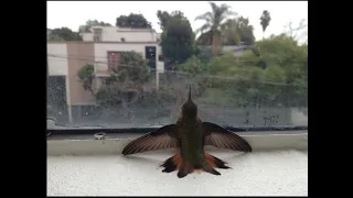 hummingbird in window | Hummingbird Calls, Hummingbird Video | Hummingbird singing | relaxing sounds