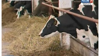 Минсельхоз Чувашии планирует поддерживать искусственное осеменение коров в личных хозяйствах жителей