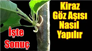 Kiraz yongalı göz aşısı nasıl yapılır / Yongalı göz aşısı / Kiraz aşısı