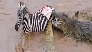 crocodiles attacks zebra | zebra vs crocodiles | zebra crossing river crocodile | zebra risk #zebra