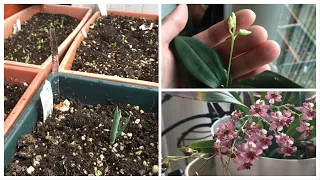 Garden Update (Dec 15) - lots of orchid flowers