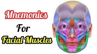 Facial Muscles mnemonics | Facial muscles anatomy 3d animation | How to learn facial muscles