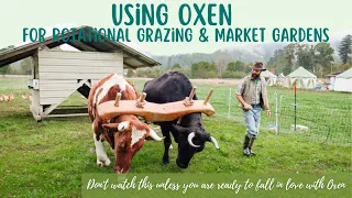 Using Oxen in Regenerative Ag Farming and Gardening