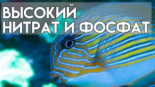 высокий нитрат и фосфат в морском аквариуме.  мягкий риф 700.