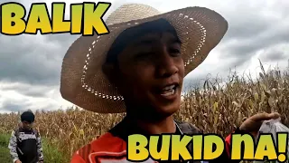 EP321: Balik Bukid | Harvest ng Gulay (DAMI KONG ANGKAT!)