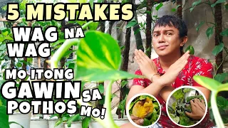 5 MISTAKES IN GROWING POTHOS (MONEY PLANTS)