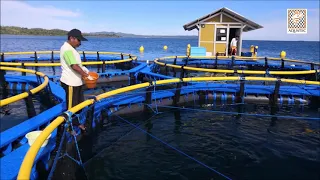 Keramba Jaring Apung Oktabundar | Octagonal Fish Cage