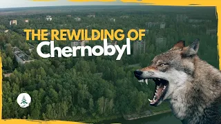 The Extreme Rewilding of Chernobyl: this is what happens when humans leave