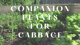 Cabbage Companion Plants