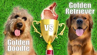 HIGH STAKES Scavenger Hunt… with my dogs!! (Golden Doodle vs Golden Retriever)