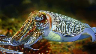 The Insane Biology of the Cuttlefish: Masters of Camouflage and Intelligence | Under The Sea