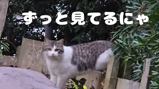 ２４時間監視体制のキジシロ猫