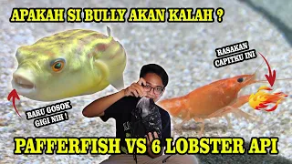 FAHAKA PUFFERFISH VS LOBSTER API❗️L4WAN YANG TANGGUH UNTUK BULLY😱 CAPITAN MEM4TIKAN ❗️