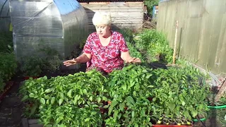 Если перец цветет в рассаде - нужно ли удалять первые цветы сладкого перца?