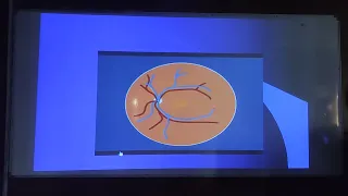 Anatomy Module - Blood Supply of the Retina - Prof. Ayman Khattab