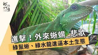 【外來種入侵】進擊！外來蜥蜴-悲歌｜綠鬣蜥、綠水龍進逼本土生態 (我們的島 第721集 2013-08-26)