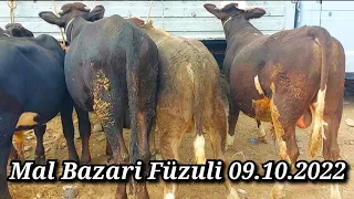 FÜZULİ MAL BAZARİ 09.10.2022 YENİ VİDEO ÇƏKİLİŞ #mal#bazari #füzuli #qulu #beyleqanlı