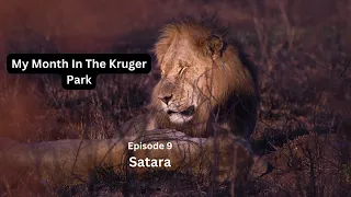 The Kruger National Park - Satara